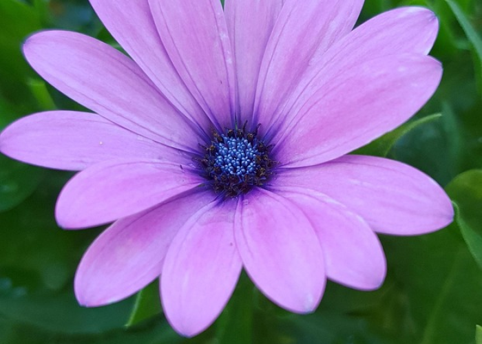 我来告诉大家樱花之盛有没有透视辅助”(真实可以装挂)-知乎