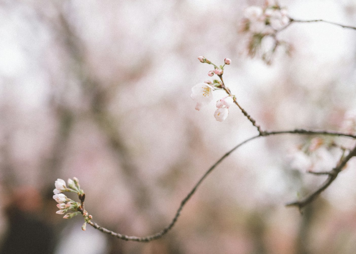 最新引进“樱花之盛透视开挂功能”(详细开挂教程)-知乎