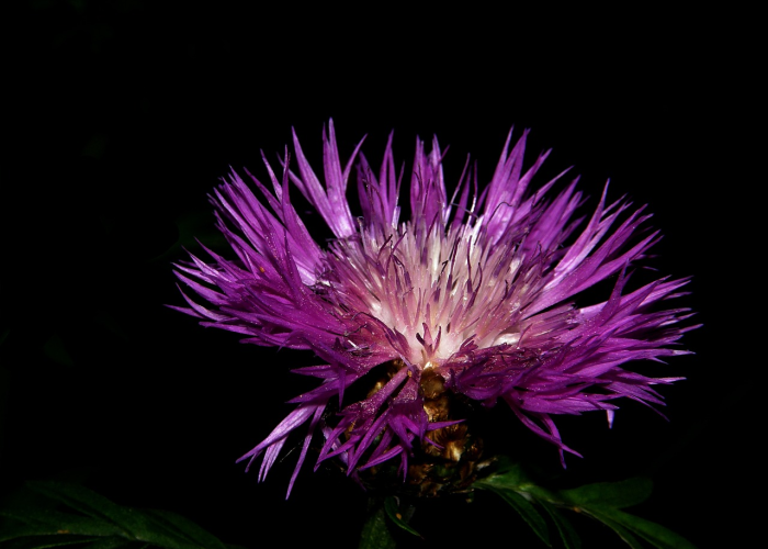 我来教大家“樱花之盛是不是有透视辅助”(千真万确有挂)-知乎