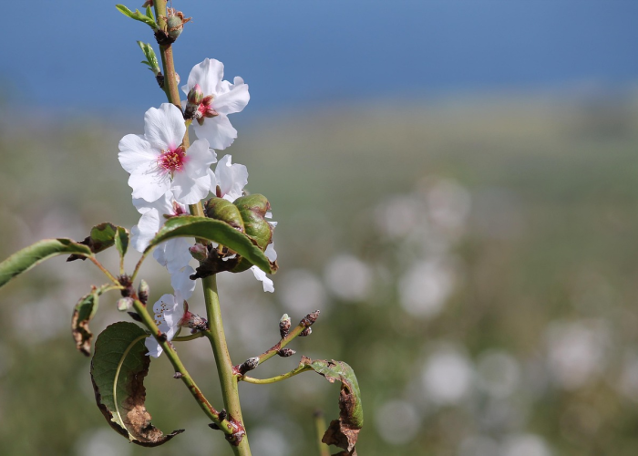 我来教大家“樱花之盛是不是有透视辅助”(千真万确有挂)-知乎