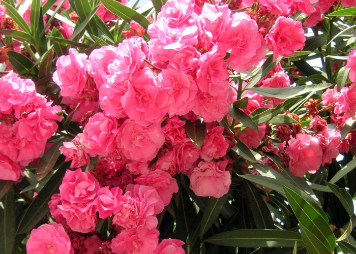 大神爆料“星悦广西字牌到底怎么开挂”(辅助开挂教程)-知乎