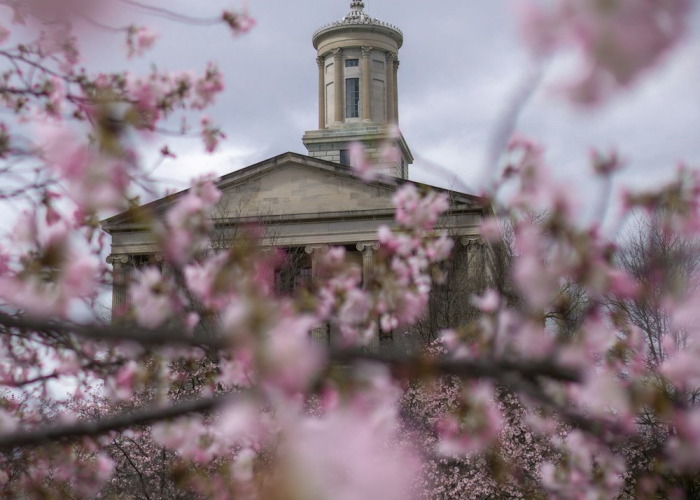 经验分享“樱花之盛确实有挂”(果然有挂)-知乎 经验分享“樱花之盛确实有挂”(果然有挂)-知乎