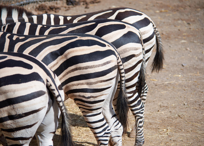 西安多少确诊病例？数字背后，是一座城的坚韧与温度