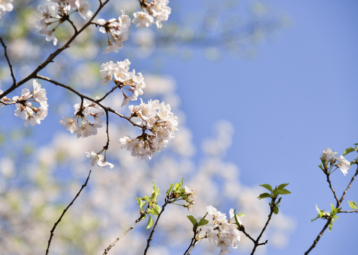 大神爆料“樱花之盛透视挂真的假的”(原来确实有挂)-知乎