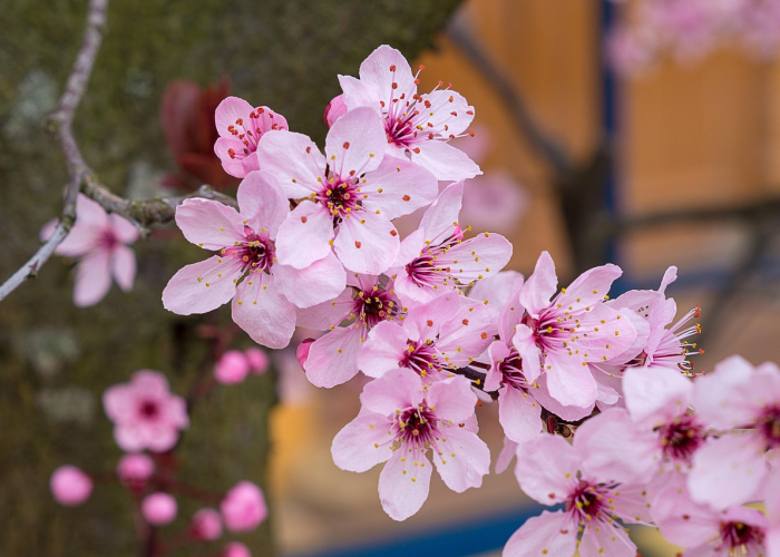 大神爆料“樱花之盛透视挂真的假的”(原来确实有挂)-知乎