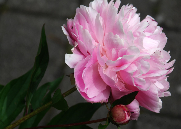 菏泽牡丹产业升级遇阵痛，花农触网转型，传统市场何去何从？