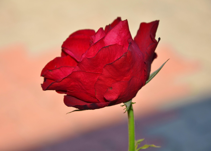 「重大科普」“老友麻将原来有挂”(确实有开挂)-知乎