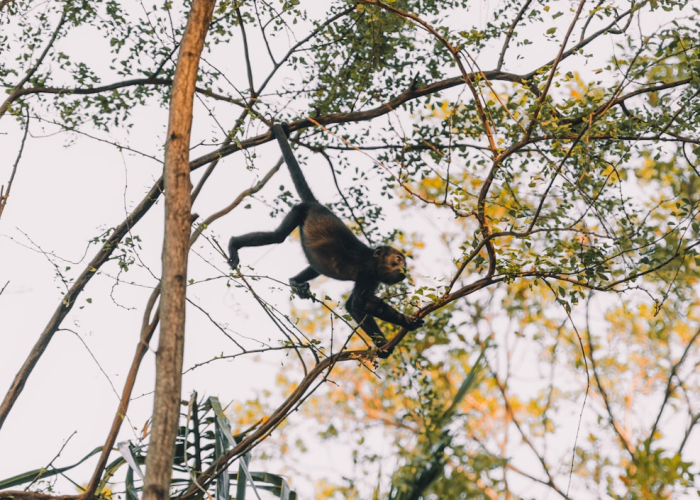 经验分享“大树下汕尾麻将可以透视开挂吗”(真实可以装挂)-知乎