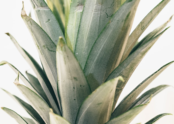 经验分享“智星德州-菠萝能怎么开挂”(果然有挂)-知乎