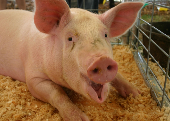 玩家必看“天天福建十三水真的有透视挂”(开挂透视教程)-知乎