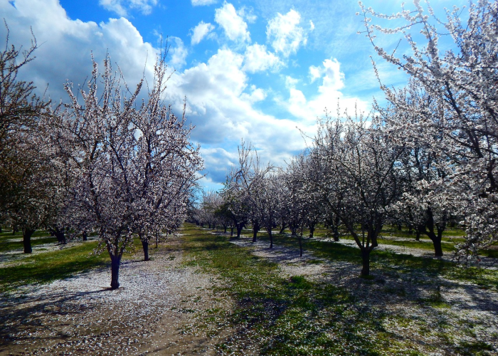 清零的成都，静默的春天