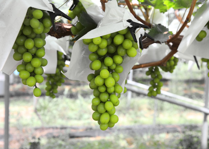 给大家科普一下“新蜜瓜透视挂神器”(果然有挂)-知乎