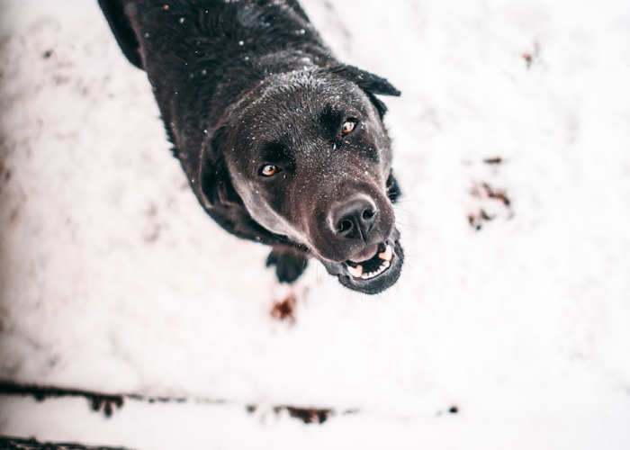【重大消息】“哈狗十三道有没有开挂透视”(详细开挂教程)-知乎