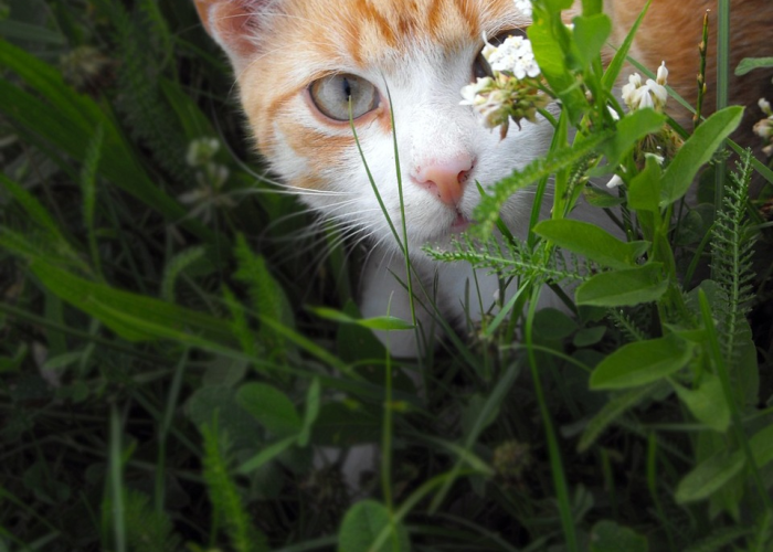 给大家科普一下“微乐家乡麻将透视挂辅助”(开挂透视教程)-知乎