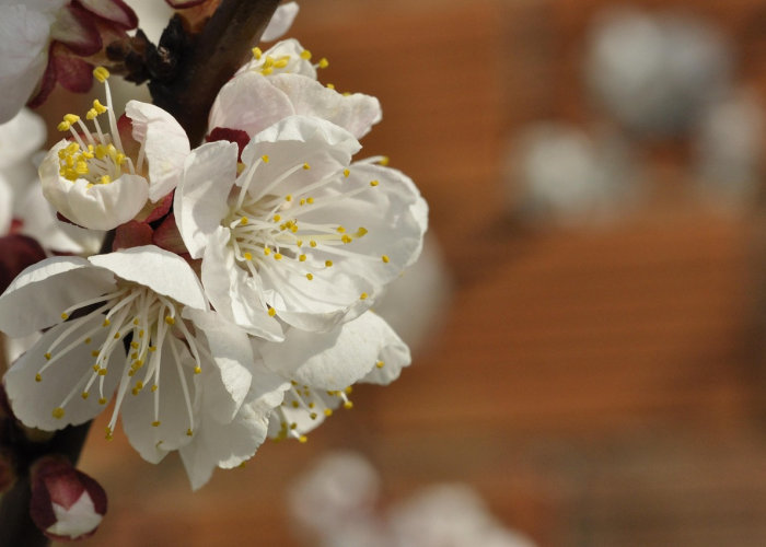 我来告诉大家樱花之盛有没有透视辅助”(辅助开挂教程)-知乎