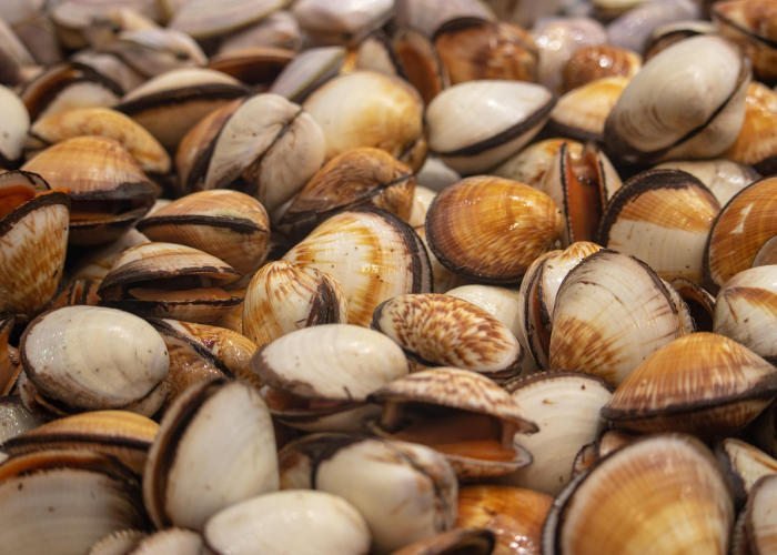 扇贝的贝壳属于什么垃圾?别让海鲜壳成为垃圾分类的难题 扇贝的贝壳属于什么垃圾?别让海鲜壳成为垃圾分类的难题