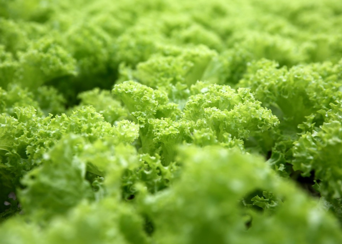 炭疽病，潜伏在土壤中的致命威胁