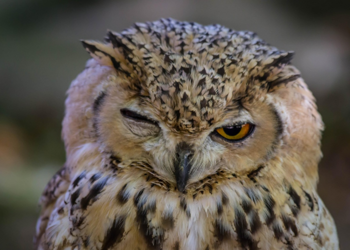 魔兽世界猎人必看，猫头鹰灵魂兽刷新机制全解析，助你精准捕获稀有伙伴