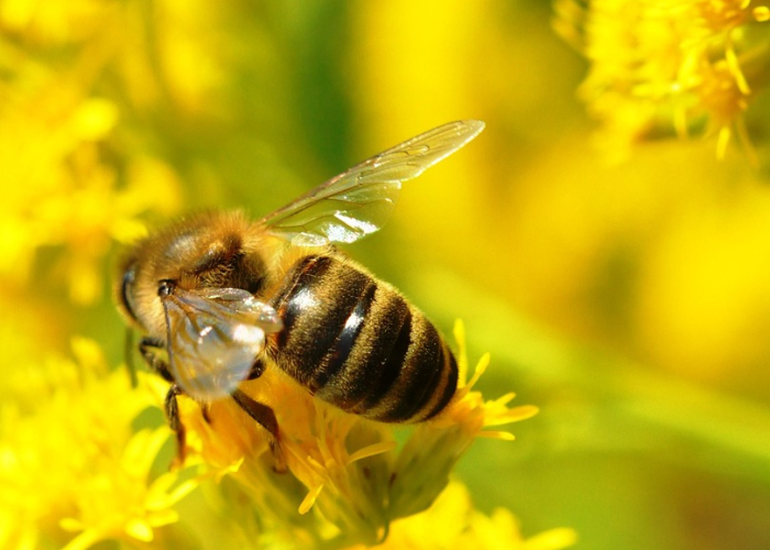 一分钟揭秘“蜜蜂众娱有什么可以开挂”(其实有开挂方法)-知乎