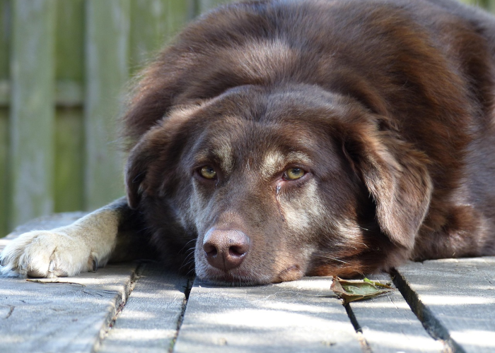 终于发现“哈狗十三道怎么可以开挂”(详细开挂教程)-知乎