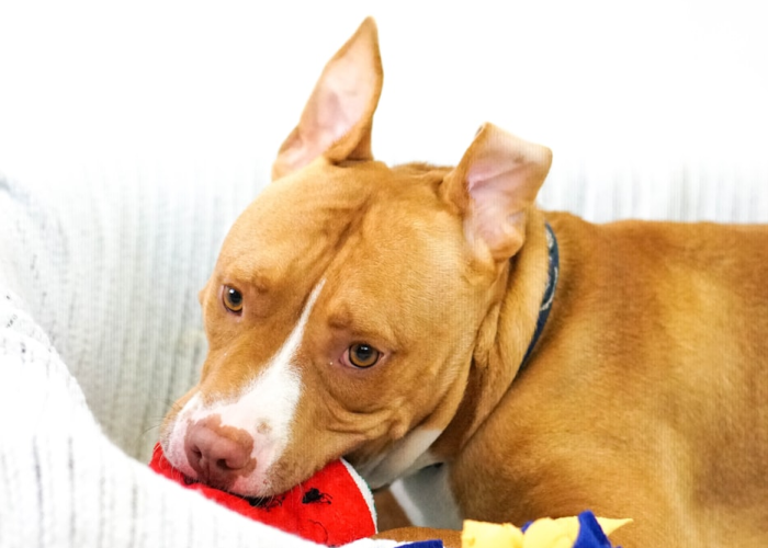 大神推荐“哈狗十三道可以透视开挂吗”(确实有开挂)-知乎