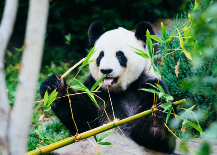 十大分享“熊猫竟技有没有透视开挂”(果然有挂)-知乎