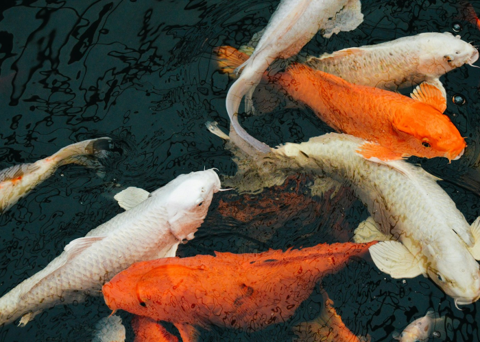 福建疫情源头终于找到了，一条冷链鱼引发的蝴蝶效应