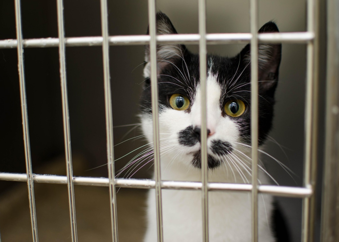 吸烟者,为何更易成为新冠病毒的猎物? 吸烟者,为何更易成为新冠病毒的猎物?