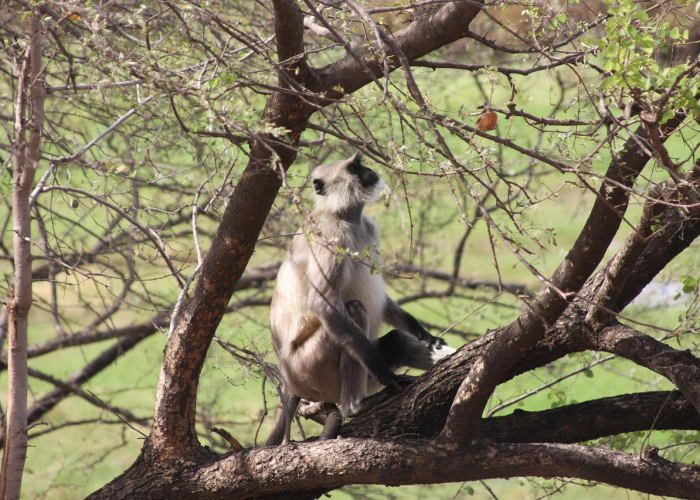 惊人内幕“三三麻将真的有开挂软件”(原来确实是有插件)-知乎
