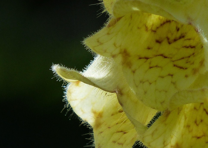 一分钟揭秘“空谷幽兰究竟怎么透视”(千真万确有挂)-知乎