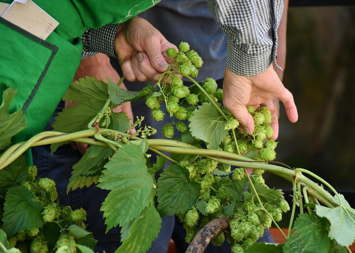 终于发现“吉祥七公有什么可以开挂”(千真万确有挂)-知乎 终于发现“吉祥七公有什么可以开挂”(千真万确有挂)-知乎