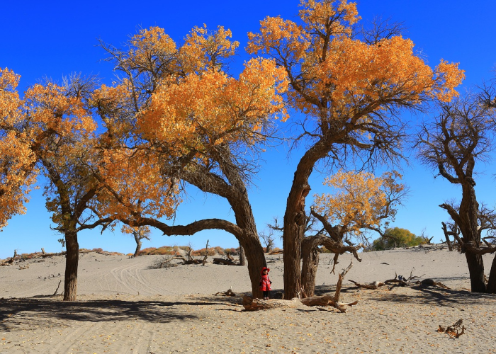 胡杨林中的异乡客，额济纳旗滞留旅客的十二天