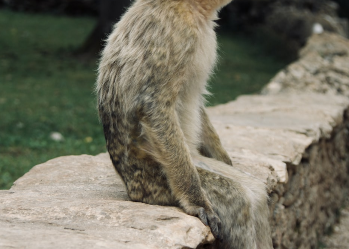 猴狲图片，凝固的野性，消逝的灵光