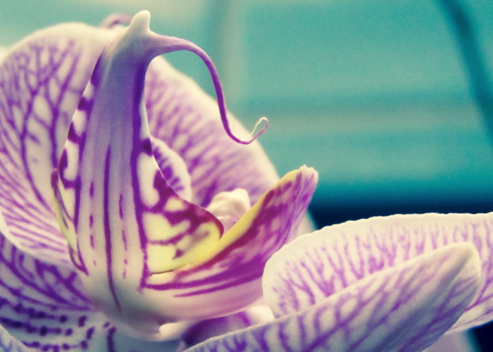 十大爆料“吉祥填大坑到底有没有透视挂”(原来开挂有猫腻)-知乎