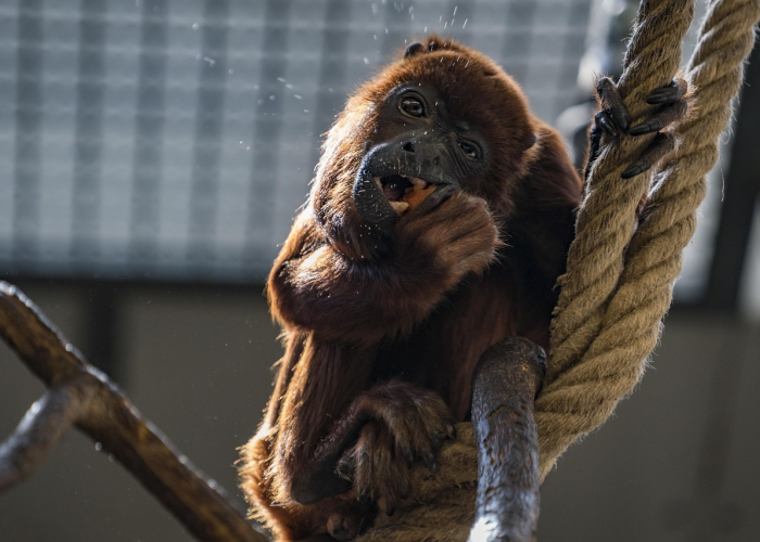 西安本轮疫情源头确定,境外输入引发的本土传播链 西安本轮疫情源头确定,境外输入引发的本土传播链