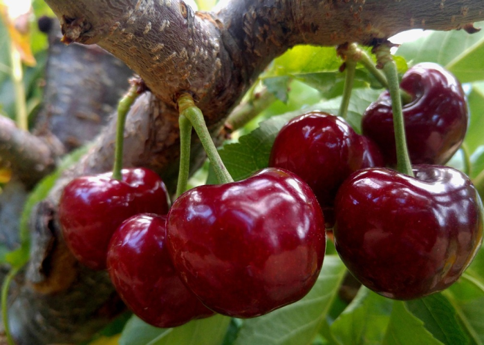 车厘子核酸阳性，吃下去会感染吗？别慌，科学解答来了