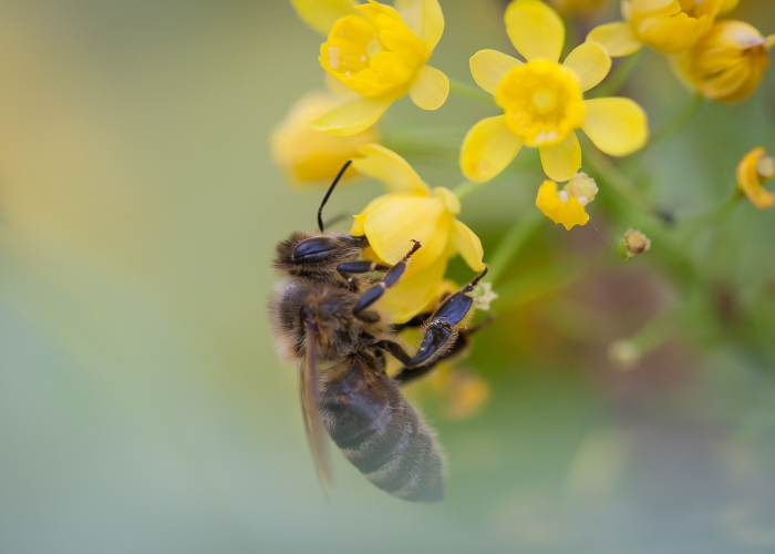 「重大科普」“蜜蜂众娱透视开挂功能”(千真万确有挂)-知乎 「重大科普」“蜜蜂众娱透视开挂功能”(千真万确有挂)-知乎