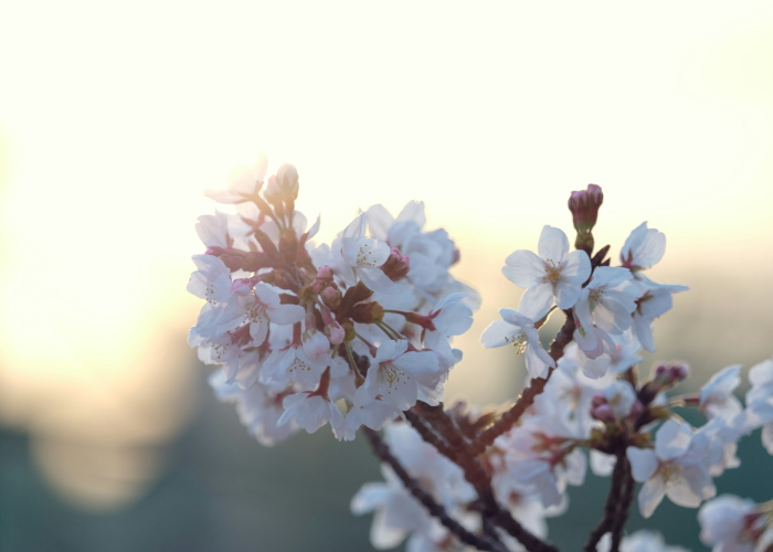 十大分享“樱花之盛如何开挂透视”(爆光开挂猫腻)-知乎
