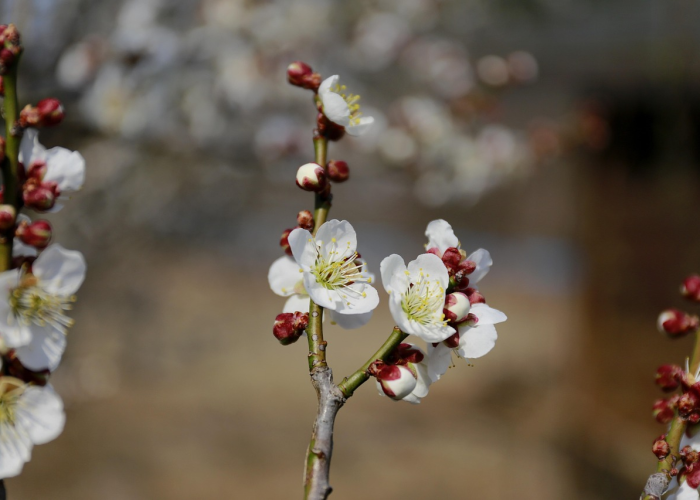 了解十大“樱花之盛有没有开挂软件”(开挂怎么弄)-知乎