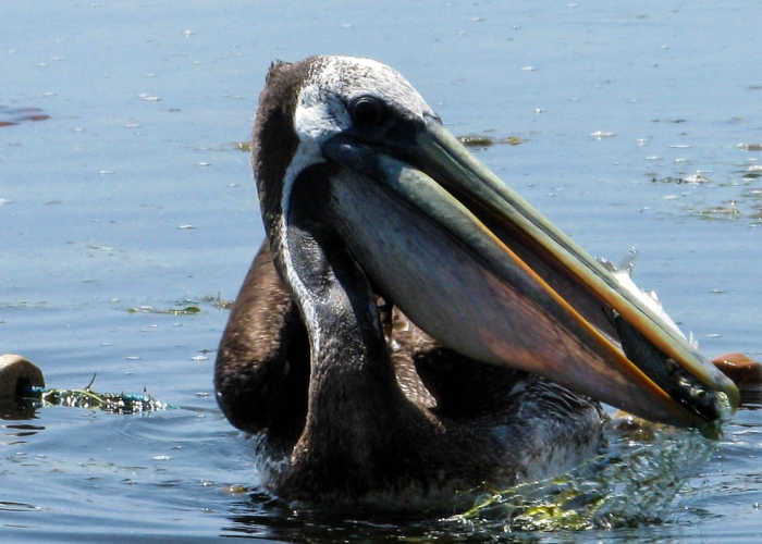 给牌友讲解“新蓝鲸确实有透视辅助”(其实确实有挂)-知乎