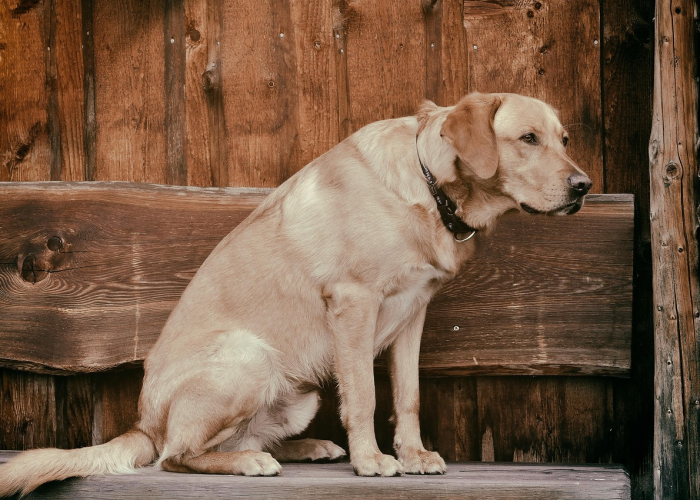 一分钟揭秘“哈狗十三道怎么可以开挂”(详细开挂教程)-知乎