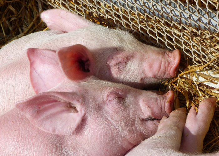 大神推荐“牌友圈透视开挂教程”(详细开挂教程)-知乎