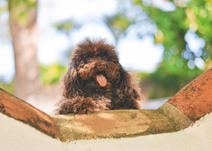 详细了解“情怀麻将怎么可以开挂”(其实确实有挂)-知乎