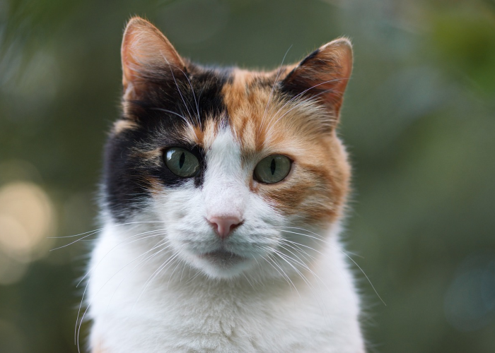 揭秘十大“熊猫竟技开挂透视有吗”(开挂怎么弄)-知乎 揭秘十大“熊猫竟技开挂透视有吗”(开挂怎么弄)-知乎