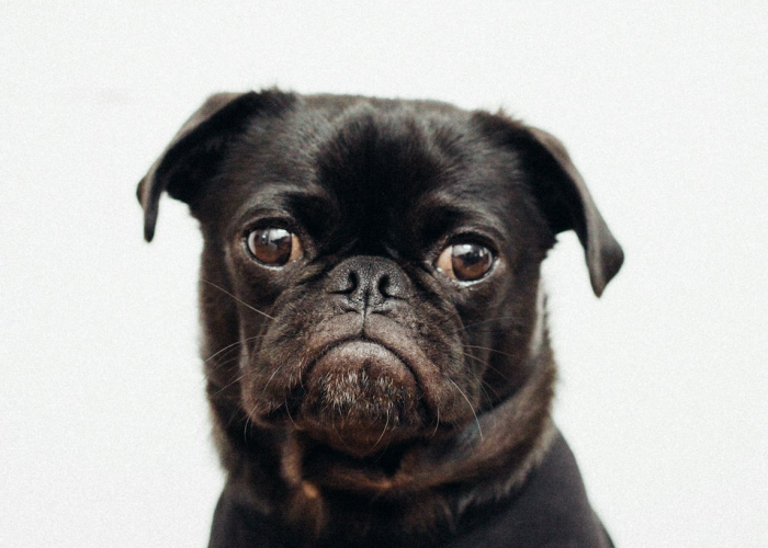 惊人内幕“中至乐平麻将究竟有没有开挂”(详细开挂猫腻)-知乎 惊人内幕“中至乐平麻将究竟有没有开挂”(详细开挂猫腻)-知乎