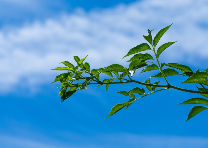 上海疫情会扩散吗？科学防控下的动态评估