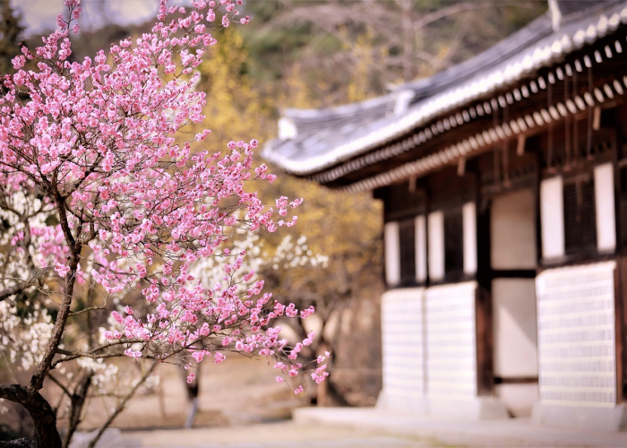 梅花寂寂开，疫情下的无锡梅园与一座城的等待