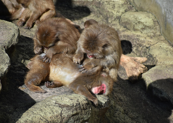 「重大消息」“承德灵飞麻将有没有透视开挂”(确实有开挂)-知乎 「重大消息」“承德灵飞麻将有没有透视开挂”(确实有开挂)-知乎