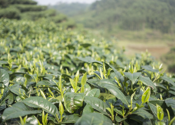 江苏禽流感动态，疫情分布、主要城市与防控焦点