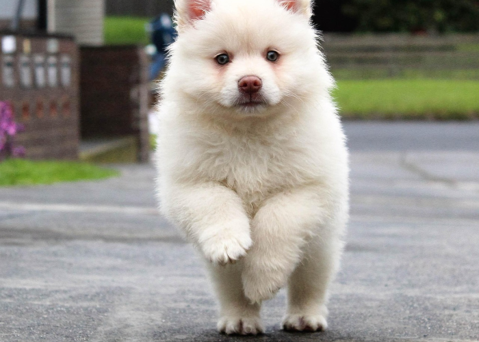 终于发现“哈狗十三道透视软件挂”(详细开挂教程)-知乎